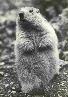 Animaux - Marmottes - CPM - Voir Scans Recto-Verso - Other & Unclassified