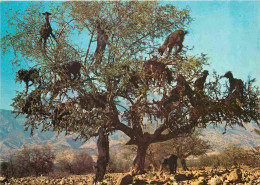 Animaux - Chèvres - Maroc - Chèvres Dans Les Arganiers - Arbres - CPM - Voir Scans Recto-Verso - Other & Unclassified