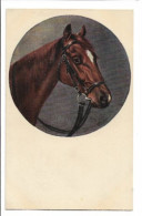 Caballo  7504 - Pferde