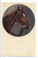 Caballo  7504 - Chevaux