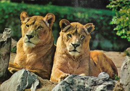 Deux Lions - Leones