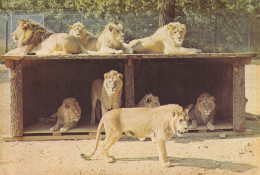 Château De Thoiry En Yvelines Groupe De Lions En Liberté Dans La Reserve Africaine - Löwen