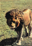 Faune Africaine Un Lion - Leones