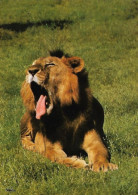 Un Lion - Lions