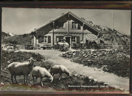 11293738 Sustenpass Restaurant Sustenpasshoehe Schafe Sustenpass - Autres & Non Classés