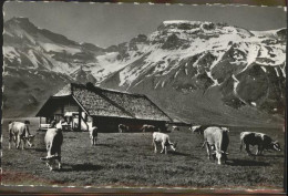 11293646 Adelboden Alp Engstligen Steghorn Wildstrubel Adelboden BE - Autres & Non Classés