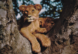 Lionceaux Dans Les Arbres - Leones