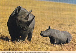 Rhinocéros Noir Et Son Petit - Rinoceronte