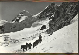 11293375 Jungfraujoch Polarhunde Jungfraujoch - Other & Unclassified
