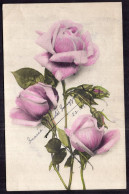 Argentina - 1904 - Flowers - Colorized - Pink Roses - Blumen