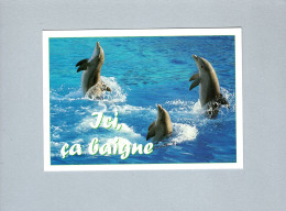 Dauphins - Delfini