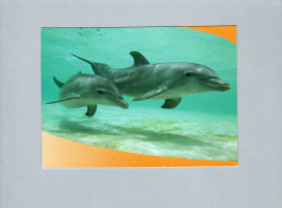 Dauphins - Delfines