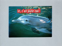 Dauphins - Delfines