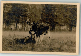 39684411 - Foto M. Steckel Zwei Elchschaufler Verlag Kilophot Serie XXIV. 6. - Sonstige & Ohne Zuordnung