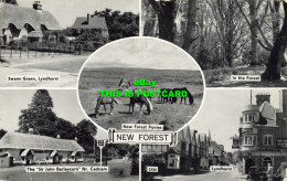 R583038 New Forest. New Forest Ponies. Lyndhurst. In The Forest. Multi View. 196 - World