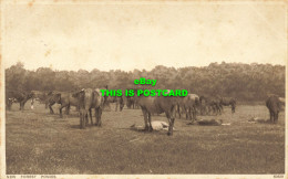 R583047 New Forest Ponies. Photochrom. 1928 - Wereld