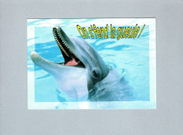 Dauphins - Dolphins