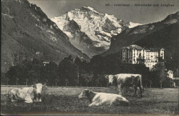 11282023 Interlaken BE Hoehematte Jungfrau Kuehe Interlaken - Other & Unclassified