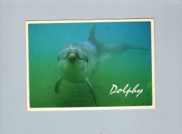 Dauphins - Delfini