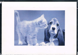 Chat Et Chien -cat And Dog -  Poesje En Hond -katze Hund - Katten