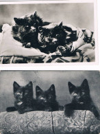 2 Cartes :chats Noir - Black Cats - Katzen- Poesjes- - Chats