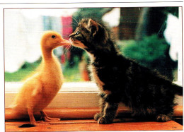 Chat Et Poussin- Cat Duck -katze-  Poes En Jong Eendje - Cats