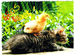 Chat Et Poussin- Cat Chicken -katze- Kuiken Op Rug Van Poes - Chats