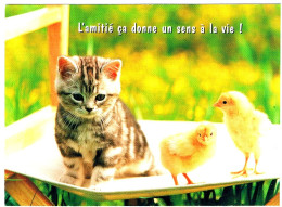 Chat Et Poussins- Cat Chickens -katze-  Poes En 2 Kuikens - Cats