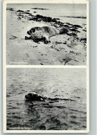12092611 - Robben Amrum - Junger Seehund Am Strand 1958 - Other & Unclassified
