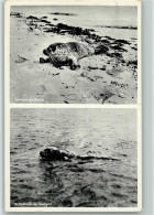 12092611 - Robben Amrum - Junger Seehund Am Strand 1958 - Andere & Zonder Classificatie