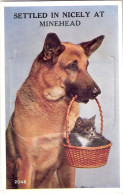 Chat Et Grand Chien-cat And Dog  -klein Poesje En Duitse Herder -katze Hunde - Chats