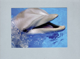 Dauphins - Delfines