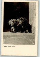 39742111 - Kleine Treue Seelen - Chiens