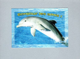 Dauphins - Dolphins