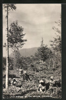 AK Sri Lanka, Tea Picking In The Ceylon Highlands  - Non Classés