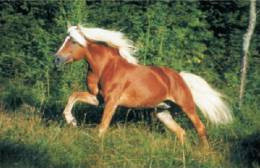 Horses Breeds - Aveliñes Postcard Collector - Horses