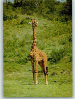 40138011 - Exotische Tiere Giraffe - Other & Unclassified