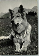 10141211 - Schaeferhunde Liegender Schaeferhund - Dogs