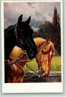 13023611 - Pferde Pferdekoepfe 1922 AK - Paarden
