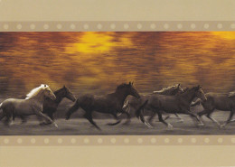 Horse - Cheval - Paard - Pferd - Cavallo - Cavalo - Caballo - Häst - Double Card - Paarden