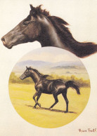 Horse - Cheval - Paard - Pferd - Cavallo - Cavalo - Caballo - Häst - Kunstverlag Deutsch - Chevaux