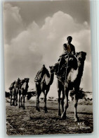 12095311 - Kamele Camels In Aroussi - Karawane Foto AK - Sonstige & Ohne Zuordnung