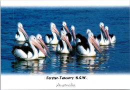 18-5-2024 (5 Z 26) Australia - NSW - Forster Pelican - Vögel