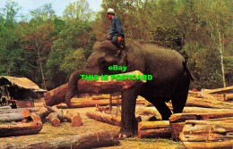 R584602 North Thailand. Chiengmai. Elephants Working In Forest. Phorn Thip. No. - Monde