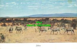 R584606 Zebra. Peter Hill. E. A. Colour Series No. 18. Robert MacLehose - Monde