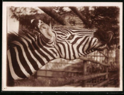 Fotografie Zebra In Einem Gehege Sucht Nach Fressbarem Auf Der Anderen Seite Des Zaun's  - Autres & Non Classés