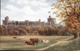 11249686 Windsor Berkshire Castle Kuehe Windsor And Maidenhead - Andere & Zonder Classificatie
