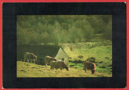 En Aveyron - Plateau De L'Aubrac - Bovins En Pâturage - Vaches - Autres & Non Classés