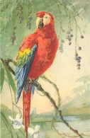 Illustration - Theme Oiseaux Perroquet     Q 2627 - Oiseaux