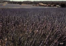 13 PROVENCE CHAMP DE LAVANDE - Sonstige & Ohne Zuordnung